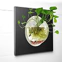Premium Wall Hanging | Wall Mount Fish Bowl 15 Inch Acrylic for Your Home and Office with Free Color Pebbles Stones (15 Inch, White)