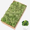 Preserved Moss for Crafts Chartreuse Reindeer Moss for Potted Plants, Craft Decorative Moss Decor for Wall Art, Dried Moss(7oz, Chartreuse)