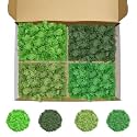 Preserved Reindeer Moss, 14 oz 4 Colors Moss for Crafts