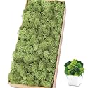 Preserved Reindeer Moss, 17.6 oz Chartreuse Moss for Crafts