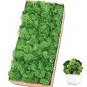 Preserved Reindeer Moss, 17.6 oz Green Moss for Crafts