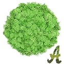 Preserved Reindeer Moss, 3.5 oz Green Moss for Crafts