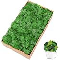 Preserved Reindeer Moss, 7 oz Green Moss for Crafts