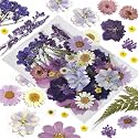 Pressed Flowers Purple 33 Pcs of 12 Types