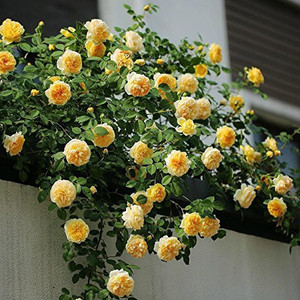 prev yellow climbing rose seed