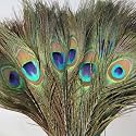 Prisart Peacock Feather More Pankh Feather Tails Original Full Length Size 30 Inch (30)