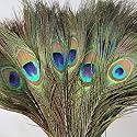Prisart Peacock Feather More Pankh Feather Tails Original Full Length Size 30 Inch (12)