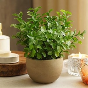 pure home  living green artificial melia azedarach plant with pot plastic wire fake plants small mini decorative home office or gift wild artificial plant with pot 19x19x25 cm pack of 1
