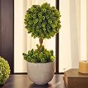 PURE HOME + LIVING Green Artificial Pineapple Grass Plant with Pot Plastic, Wire Fake Plants Small, Mini Decorative, Home Office or Gift Wild Artificial Plant with Pot. (14X14X36 CM) Pack of 1