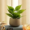 Pure Home Green Artificial Plant with Pot, 18X18X18 CM | Artificial Potted Plant for Living Room, Office Desk, Shelf &amp; Gifting | Pack of 1