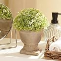 PURE HOME + LIVING | Artificial Planter | Plastic | Green | 7.5 x 7.5 x 22 cm | Faux Plant in Plastic Pot | Home Décor, Decorative, Living Room, Gift | Single