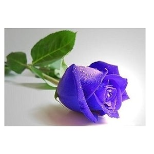 purple  60 seed variety of color rose fantasy landscape green plants potted flower seed the red roses seed the rose flower seeds