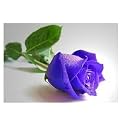 purple : 60 seed variety of color rose fantasy landscape green plants potted flower seed The red roses seed The rose flower seeds