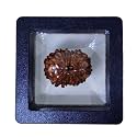 PUSHKARA NATURAL 13 MUKHI RUDRAKSHA CERTIFIED - NEPAL | BROWN | PJTL13M01 - ASTROLOGICAL BENEFITS - UNISEX PENDANTS - POSITIVE ENERGY FOR MEN & WOMEN