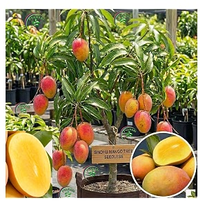 sindhu mango tree height 15-3 feet seedless mango tree plant grafted fruit comes after 15-2 years of planting hybrid live fruit plant for home garden