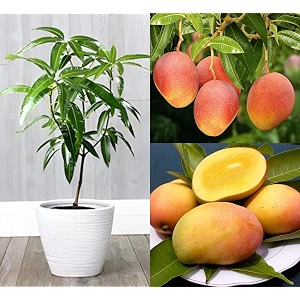 sindhu seedless mango plant grafted 2-3 feet pack of 2