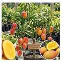 sindhu Mango Tree Height 1.5-3 Feet) Seedless Mango Tree Plant Grafted Fruit Comes After 1.5-2 Years Of Planting Hybrid Live Fruit Plant For Home Garden