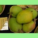 Australian Beauty Kensington-pride Mango Live Plant Grafted (2-3 Feet Height) Thrive With Homegrown Mango Trees Australian Variety Hybrid Perfect Addition To Your Garden Fruit After 2-3 Years