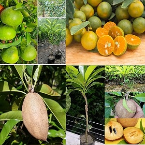 combo 2 chiku plant hybrid plant bari malta 1 height 2-3 feet sweet thai dwarf pack of 2 sapota tree chikoo plant grafted live sapota fruit plant for home garden