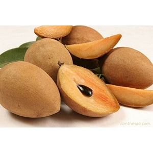garden long chikoosapota thai variety grafted plant naseberry fresh short time fruit plant healthy 17 inch teal pb_013