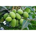 LIVE Vanraj Mango Plant Hybrid Size 2