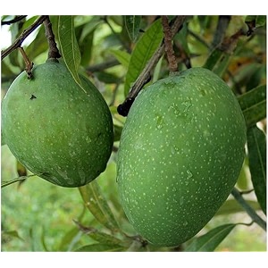 bombay green mango plant grafted 2-3 feet live fruit tree