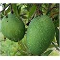 Bombay Green Mango Plant Grafted 2-3 Feet Live Fruit Tree