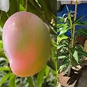 Glenn Mango Plant Grafted 2-3 Feet Live Fruit Tree (Florida)
