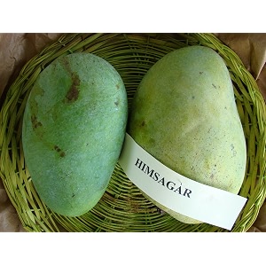 himsagar mango plant grafted 2-3 feet live fruit tree