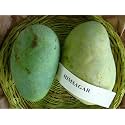 Himsagar Mango Plant Grafted 2-3 Feet Live Fruit Tree