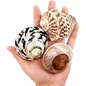 QICQDRAM 3PCS Hermit Crab Shells 2.9~3.3'' Large Seashells 1.2~2'' Opening