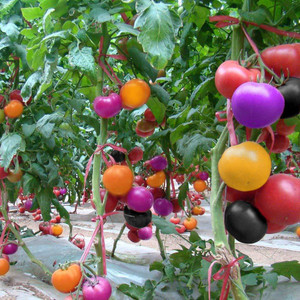 qualtivate  imported rare dwarf rainbow tomato seeds seed