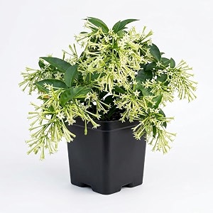 raat ki rani live plant with pot  night blooming jasmine cestrum nocturnum fragrant flowering plant  fast growing outdoor shrub for home garden balcony terrace decor  pack of 1
