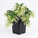 Raat Ki Rani Live Plant with Pot | Night Blooming Jasmine Cestrum Nocturnum Fragrant Flowering Plant | Fast Growing Outdoor Shrub for Home Garden Balcony Terrace Decor | Pack of 1