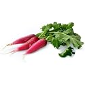 Radish Seeds for Planting | High Germination Mooli Seeds | Fast Growing | Ideal for Home Garden, Kitchen Garden &amp; Farm (Pack Of 50 + Seed)