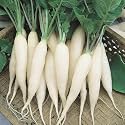 Radish Seeds for Planting Mooli Muli Mula Mulangi 50 Seeds With 20+ Free Marigold Seeds Vegetable Seeds, Home Garden Use, White Radish Variety, Easy to Grow, Kitchen Garden