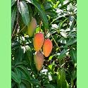 rainbow mango live plant grafted P2 Hybrid