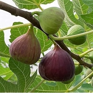 anjeer turkey brown fig grafted live fruit plant rare exotic dwarf variety high yield fast growing sweet juicy figs tree indoor outdoor home garden orchard farming plant