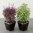 Rama & Shyama Tulsi Live Plant Combo | Holy Basil | Pack of 2
