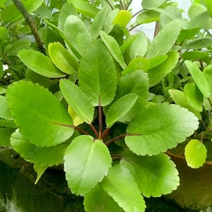 ranapala plant  patharchattabryophyllumkalanchoe pinnata  ayurvedic medicinal miracle leaf plant  healthy nursery sapling for home garden indoor amp outdoor herbal use