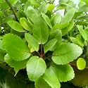 Ranapala Plant | Patharchatta/Bryophyllum/Kalanchoe Pinnata | Ayurvedic Medicinal Miracle Leaf Plant | Healthy Nursery Sapling for Home Garden, Indoor &amp; Outdoor Herbal Use