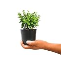 Rare & Beautiful Lavender Live Plant for Home Gardening | Healthy Aromatic Flowering Plant for Indoor Outdoor Balcony & Rooftop (Pack of 1)