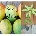 Rare Beverly Mango Plant Fruit After 1-2