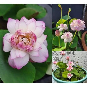 rare original micro lotus tuber root nelumbo nucifera  true-to-colour hybrid live plant for pond tub amp terrace  pink or white  full sun flowers in 30-40 days