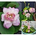 Rare Original Micro Lotus Tuber Root (Nelumbo nucifera) – True-to-Colour Hybrid Live Plant for Pond, Tub &amp; Terrace | Pink Or White | Full Sun| Flowers in 30-40 Days