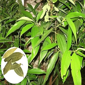 rare plant bay leaf live tej patta tamalpatra indian bay leaf plant  cinnamomum tamala tejpat malabar leaf indian cassia live plant  tejpatta spice tree malabathrum