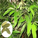 Rare Plant Bay Leaf Live Tej Patta, Tamalpatra Indian Bay Leaf Plant || Cinnamomum tamala Tejpat Malabar leaf Indian cassia Live Plant || Tejpatta Spice Tree Malabathrum