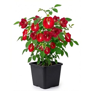 rare red aparajita flower live plant with pot  red butterfly pea clitoria ternatea medicinal creeper  fast growing flowering climber for home garden balcony terrace outdoor decor  pack of 1
