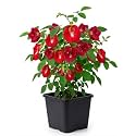 Rare Red Aparajita Flower Live Plant with Pot | Red Butterfly Pea Clitoria Ternatea Medicinal Creeper | Fast Growing Flowering Climber for Home Garden Balcony Terrace Outdoor Decor | Pack of 1