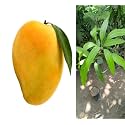 Ratnagiri Alphonso Mango Plant Grafted Live Hapus